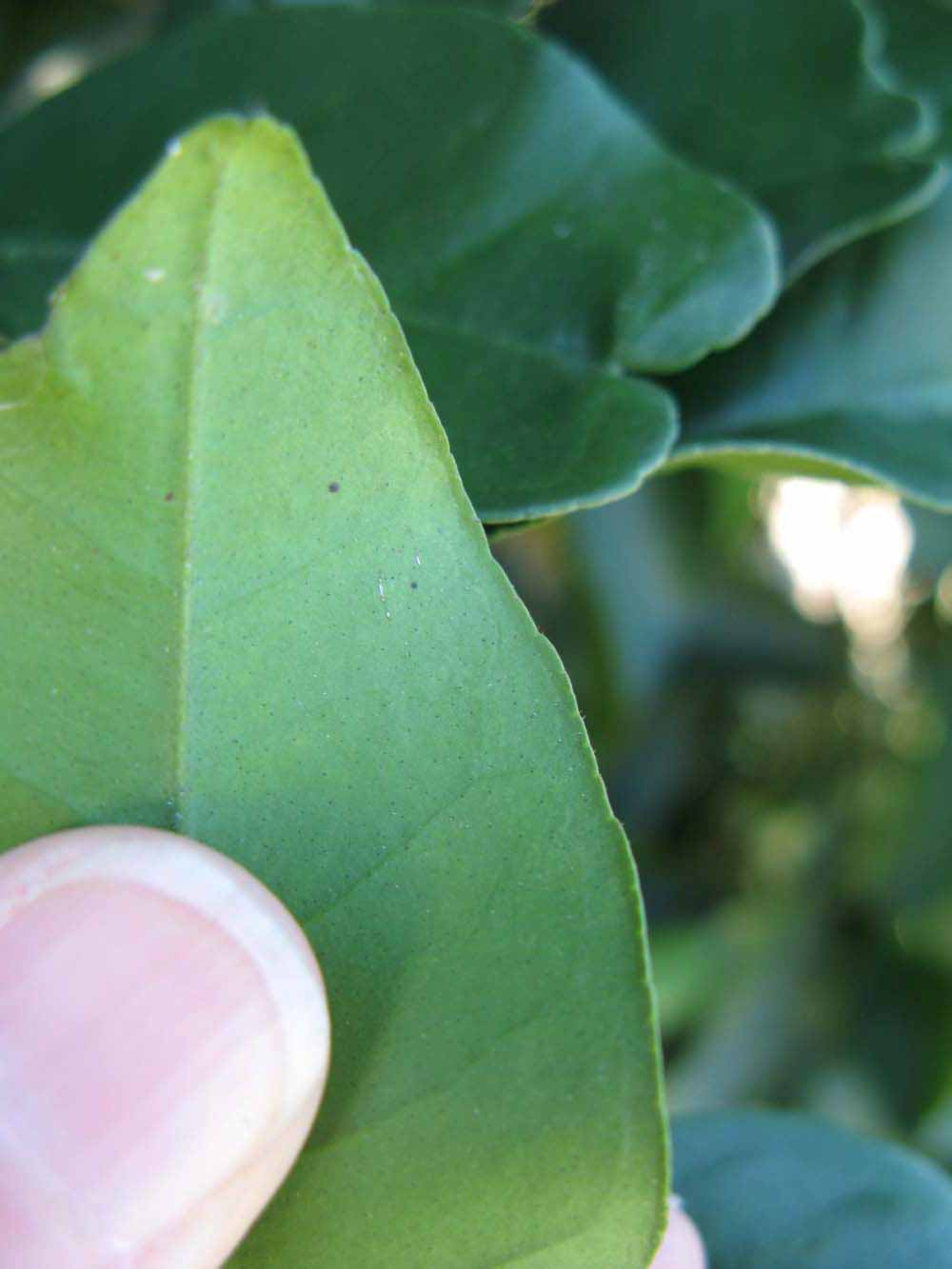              Margin (Winter Haven, FL)       